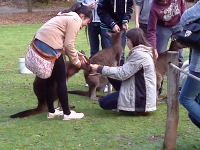 Roo feeding.jpg